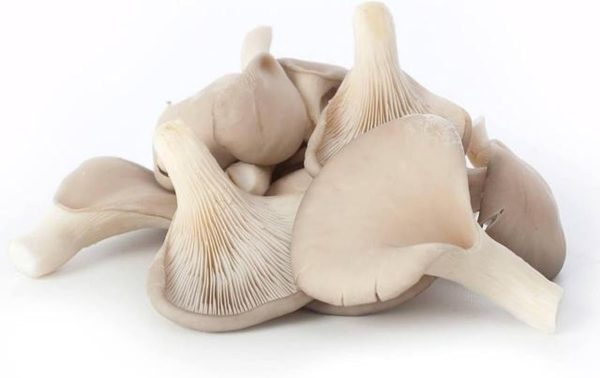 Fresh Mushroom Oyster, 1 Pack (Approx.. 180g -200g)